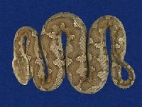 菊池氏龜殼花藏品圖，第4張